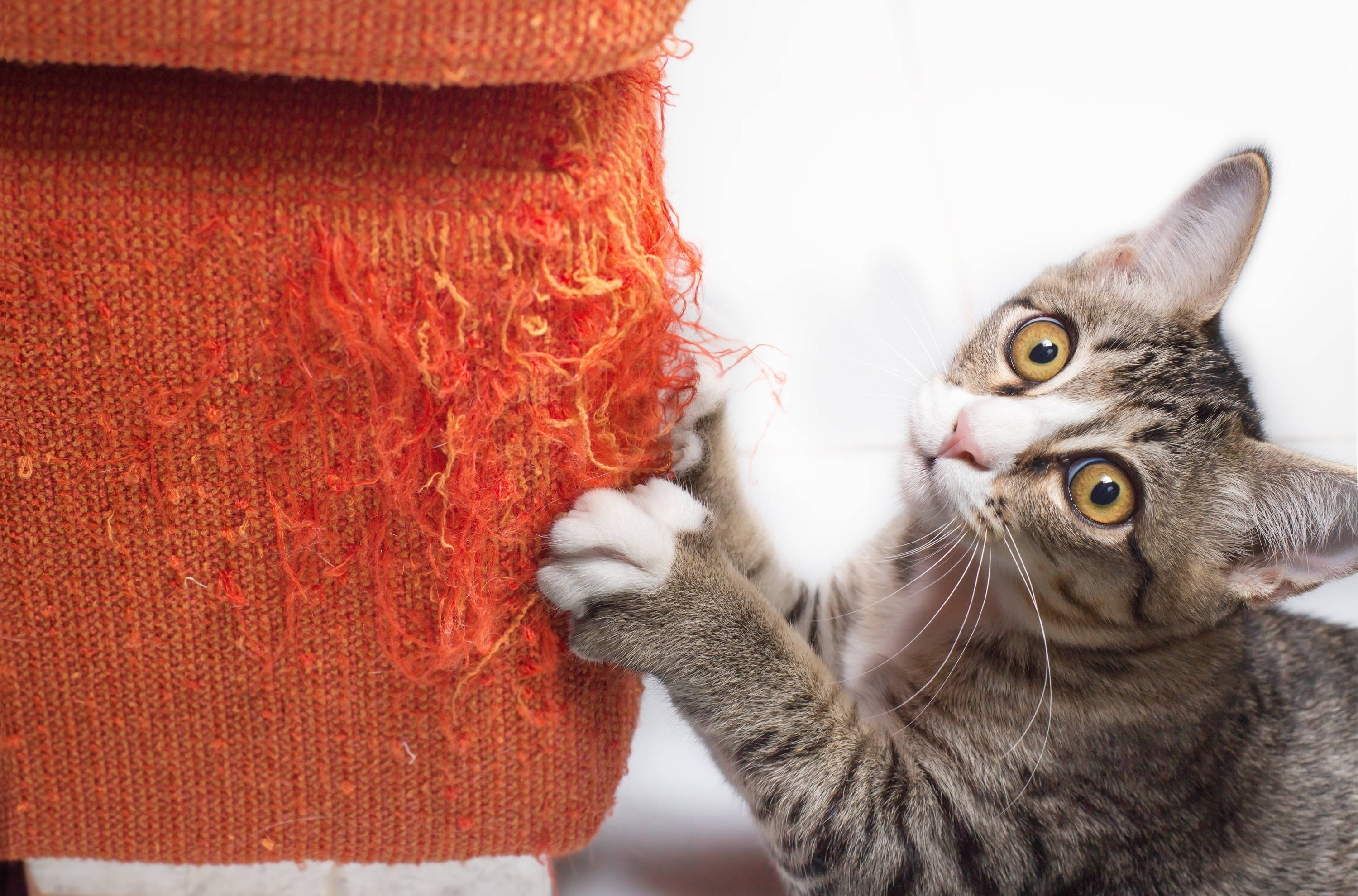 waterloo park pets. cat sitting and dog walking services uptown waterloo