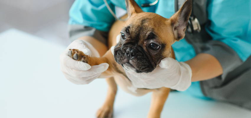 whats causes hot spots in dogs?