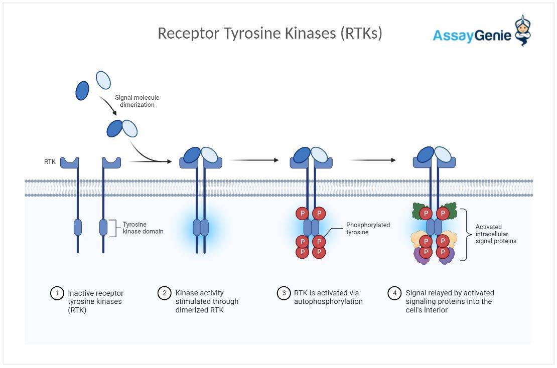 Receptor Tyrosine Kinase Mechanism
