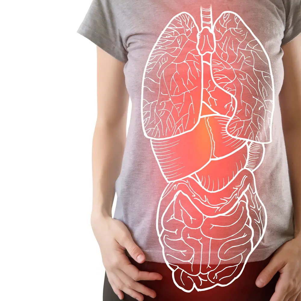 illustration showing inflammatory signalling associated with visceral fat tissue.