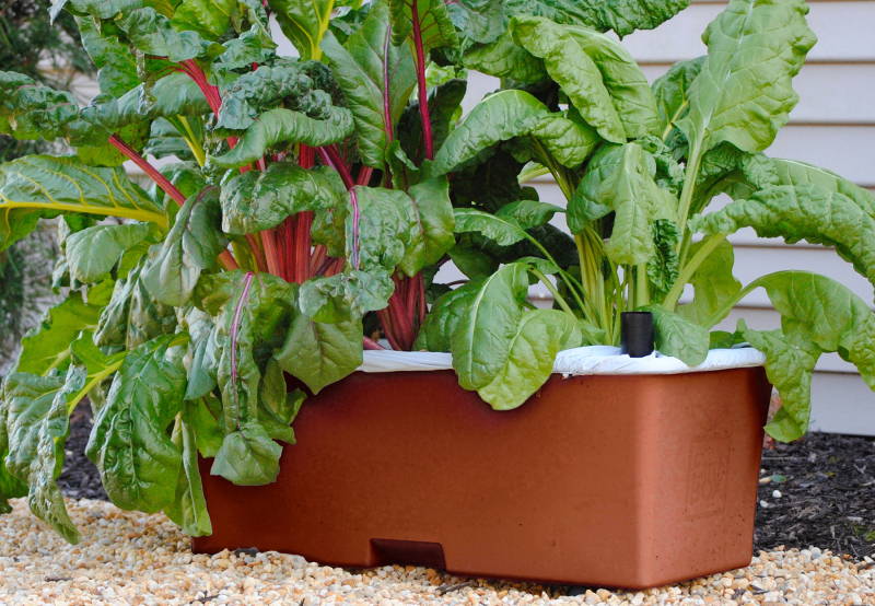 Salad greens growing in an EarthBox Original planting box