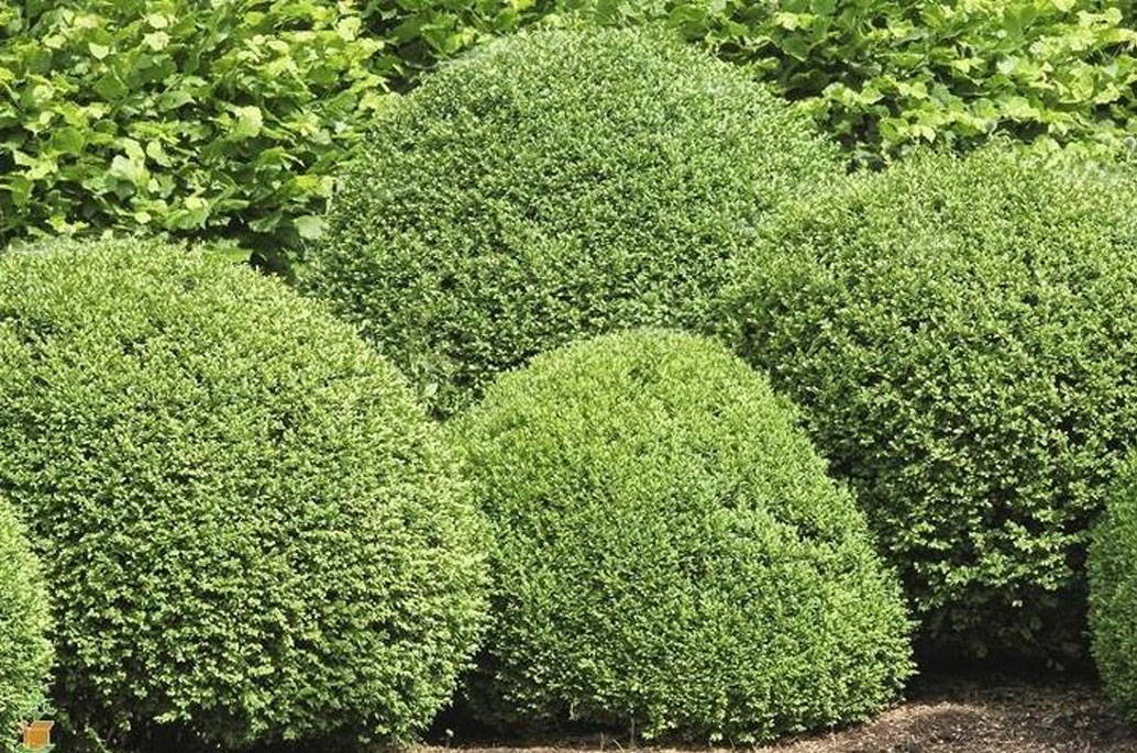 Evergreen Shrubs For Shade Top 17 Choices Plantingtree