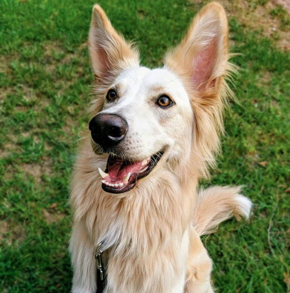 all gold german shepherd