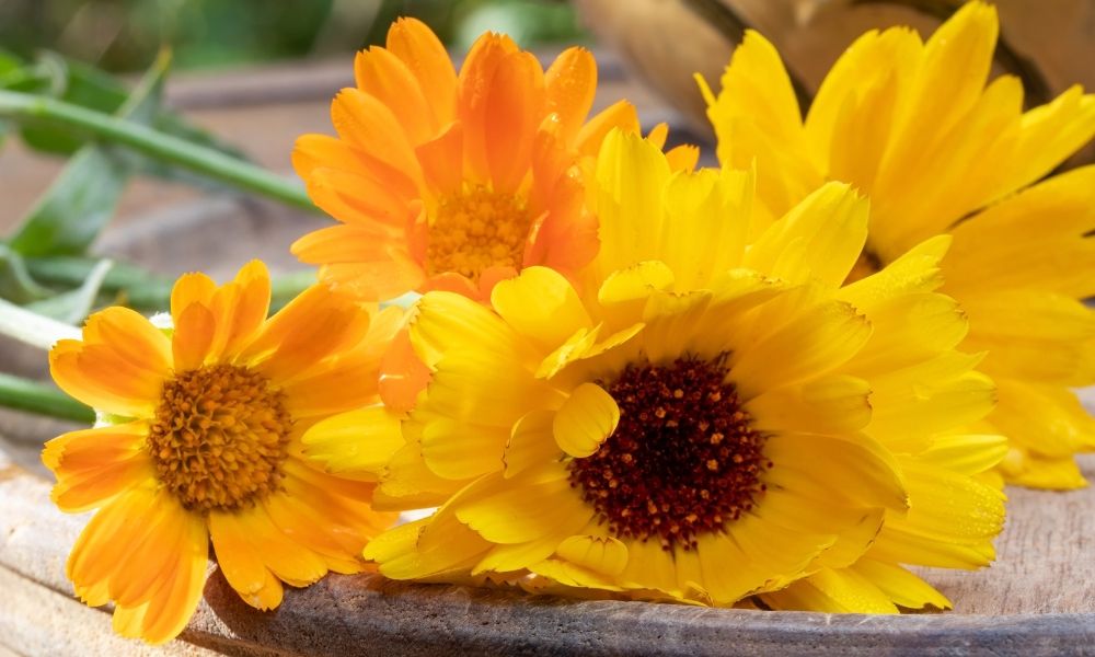 A bouquet of vibrant yellow flowers with orange accents.