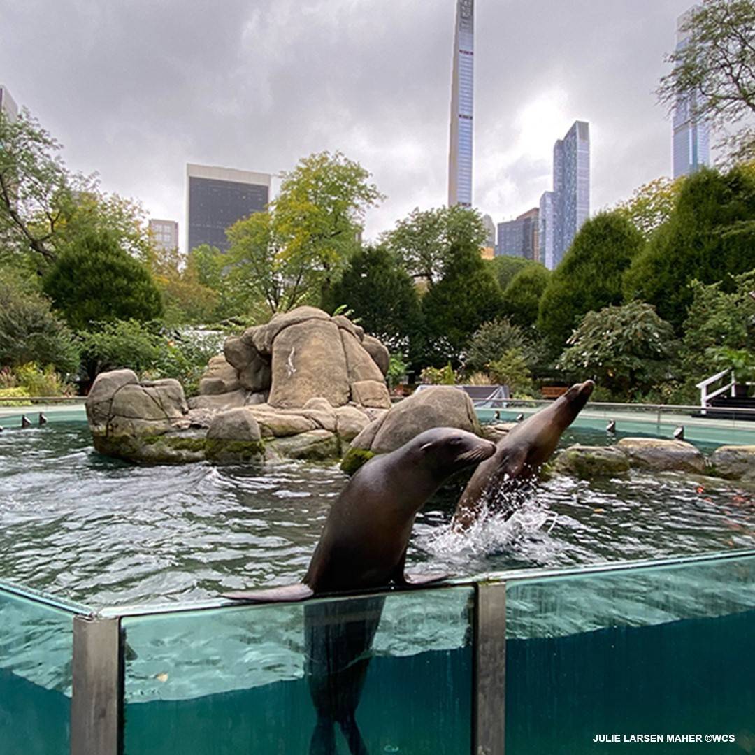 central park zoo besuch