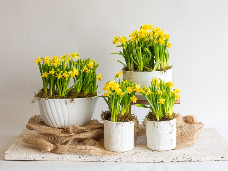 Daffodil 