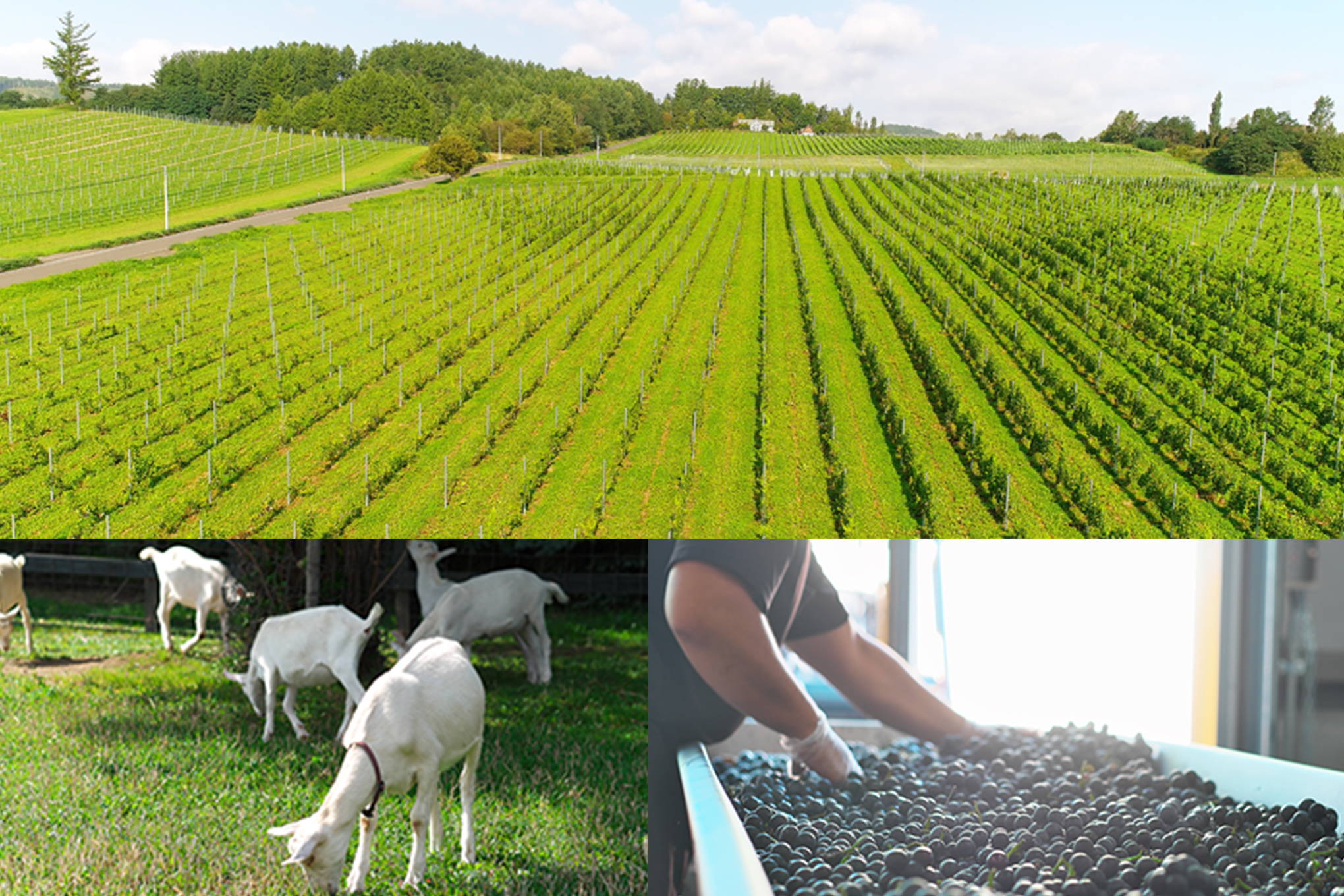 北海道のワイナリーの強みは、なんといっても寒冷な気候と雄大な自然。土地の個性を生かした品種を中心に、高品質で美味しいワインが生まれています。
