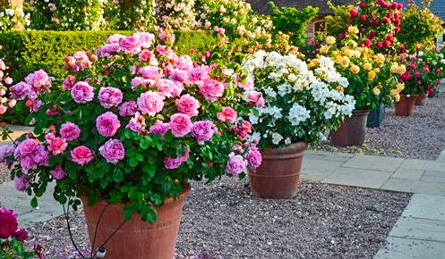 Growing Roses in Pots — PlantingTree