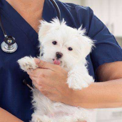 Westie Puppy | Finding A Vet Bone Idol Puppy Guide 
