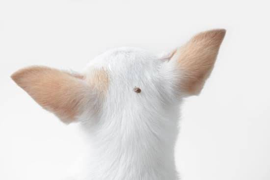 A tick on the back of a white dogs head