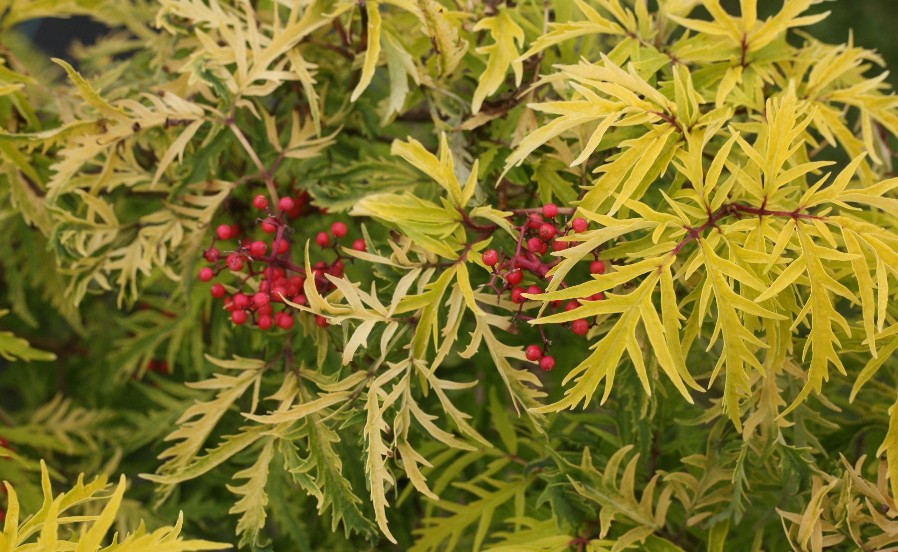 Photo of Lemony Lace® Elderberry