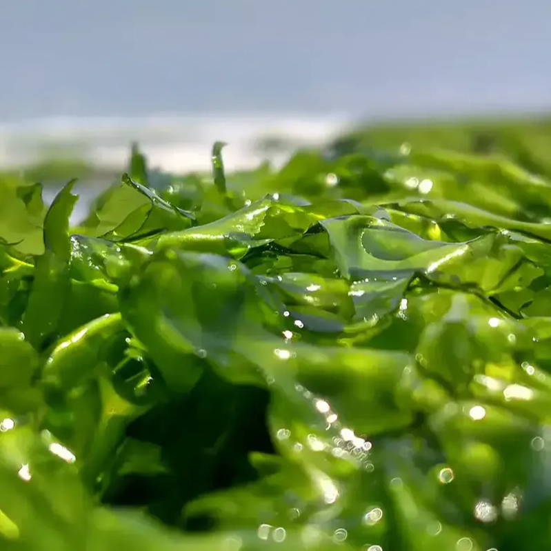 Close-up of vibrant green seaweed on a beach.