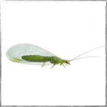 Jump down to Green Lacewing