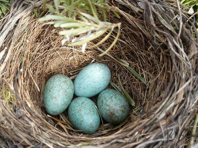 Blackbird eggs