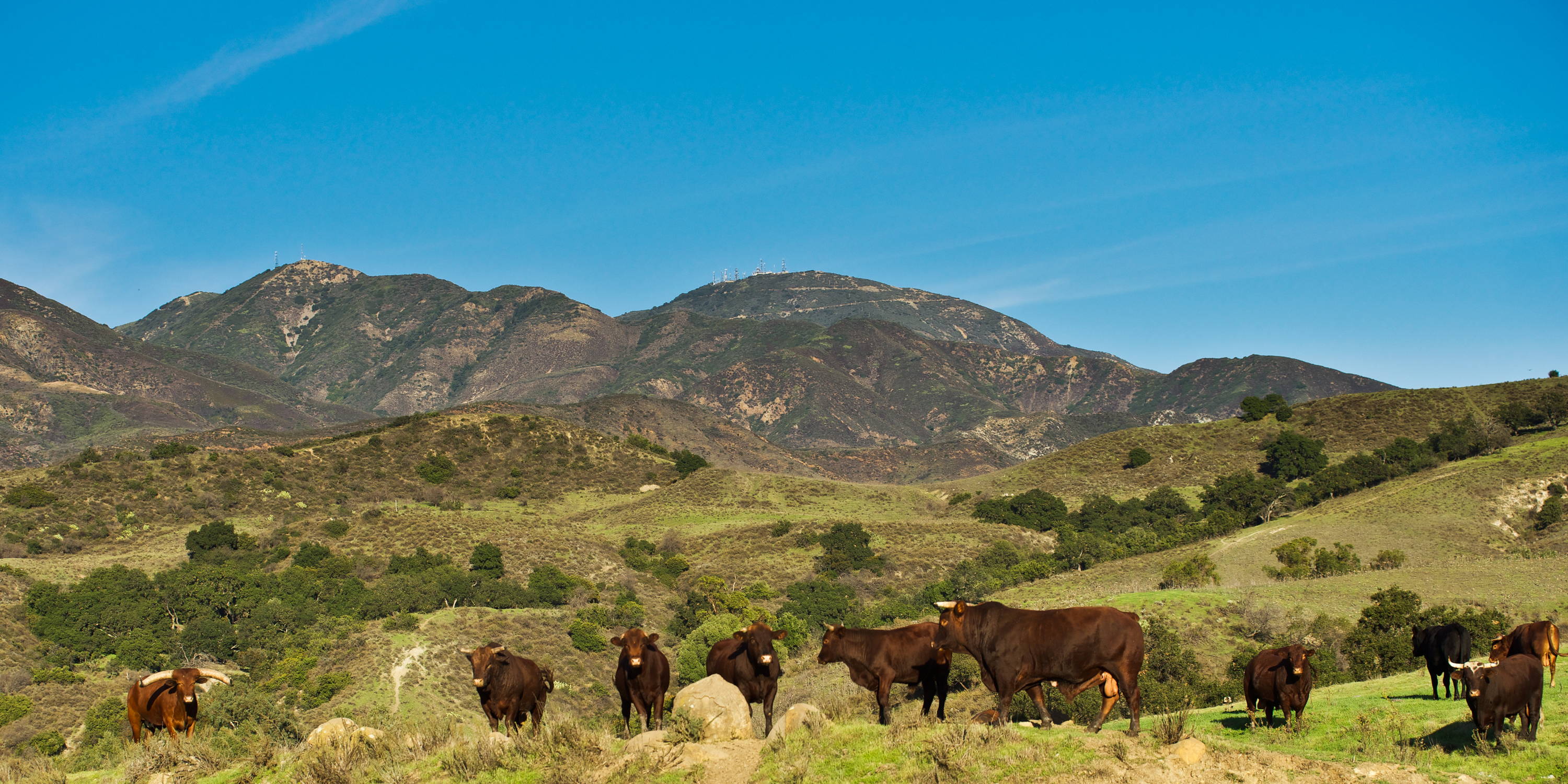 Horned brown barzona bull with rolling hills and blue sky