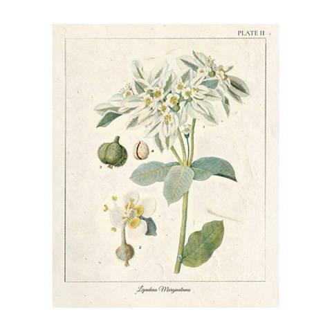 Vintage Floral Botanical Print II