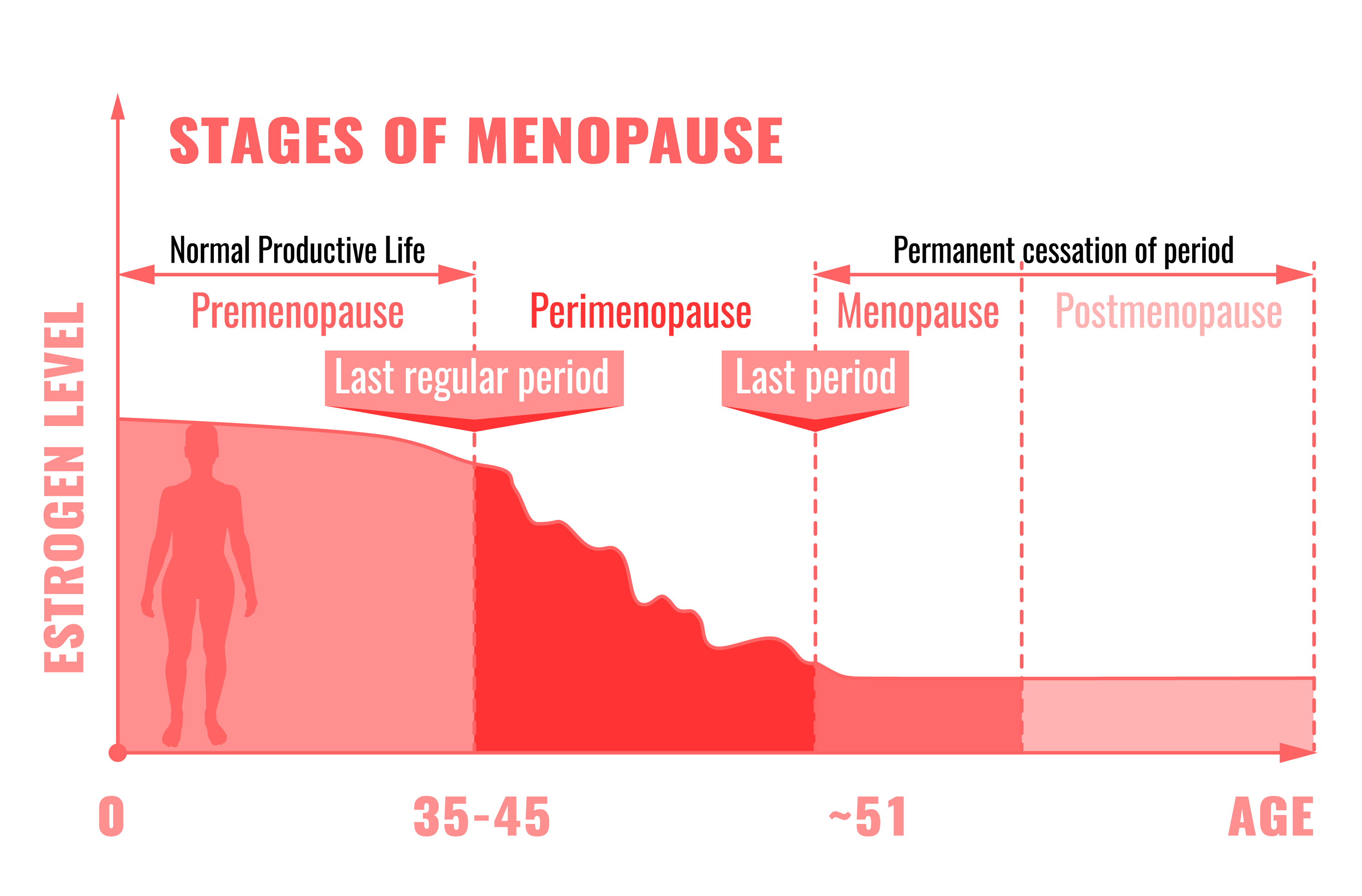 Graphic Showing the Stages of Menopause