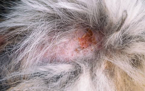 Up close photo of dog with atopic dermatitis skin condition