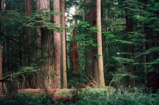 Top Canadian Nature Travel Destinations - Cathedral Grove, British Columbia