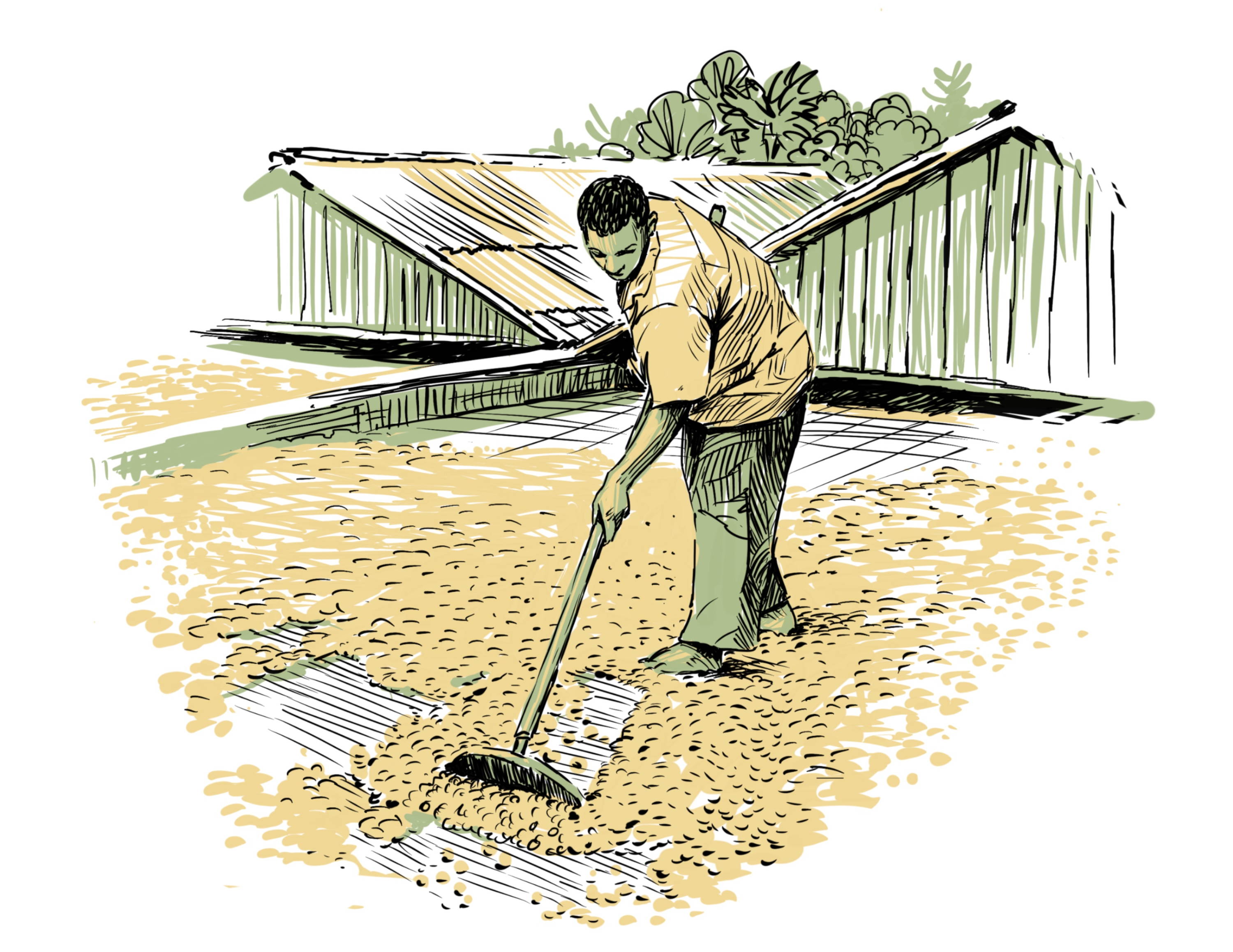 Illustration of cocoa beans raked out to dry