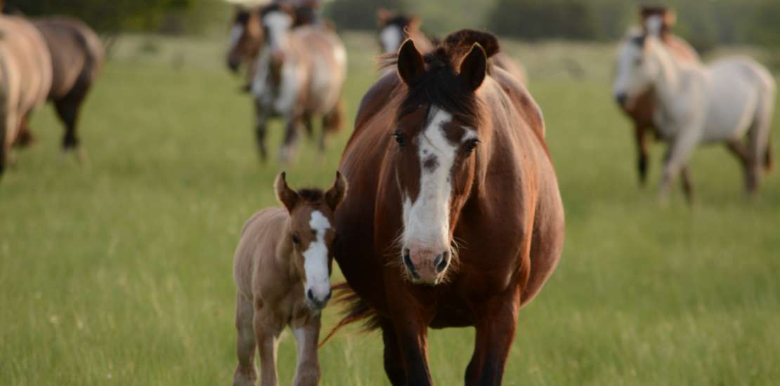 Horse Wound Care: How to Clean a Wound  on a Horse Naturally