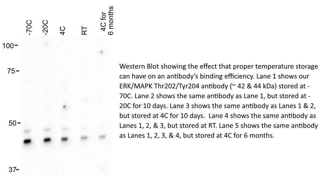 antibody storage temps