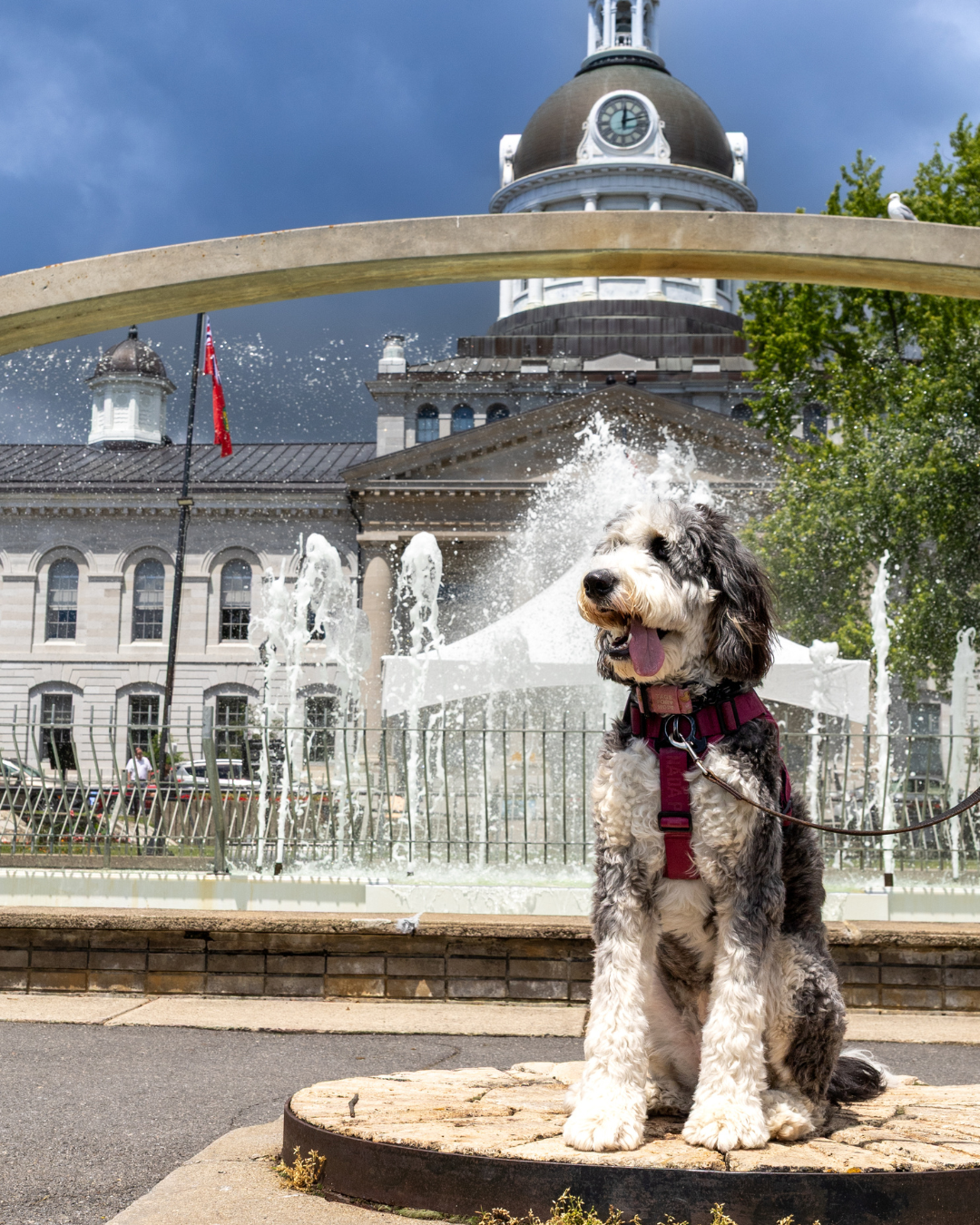 Dog sitting by a fountain in front of a historic building.