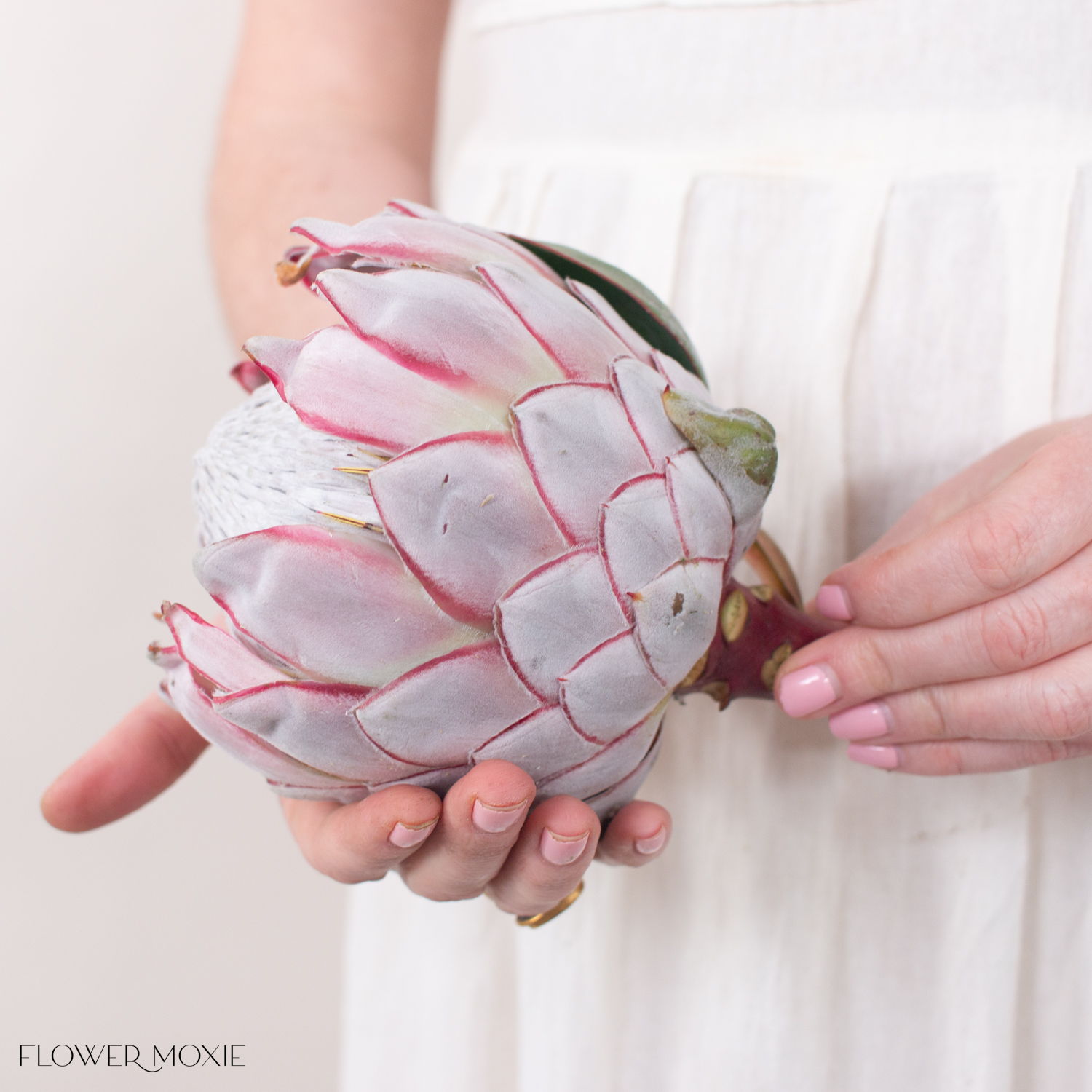 king protea