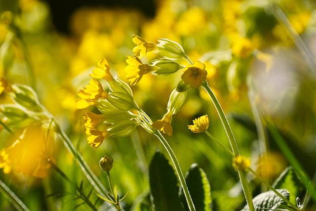 Cowslip