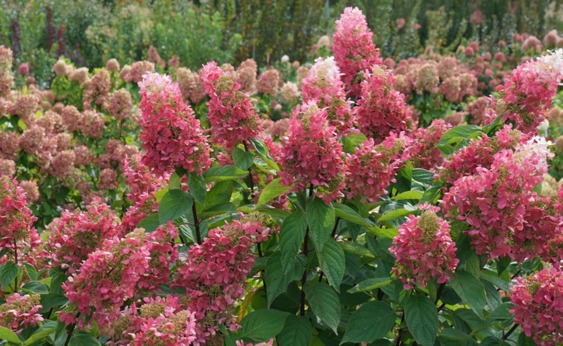 Photo of Pinky Winky Prime® Panicle Hydrangea