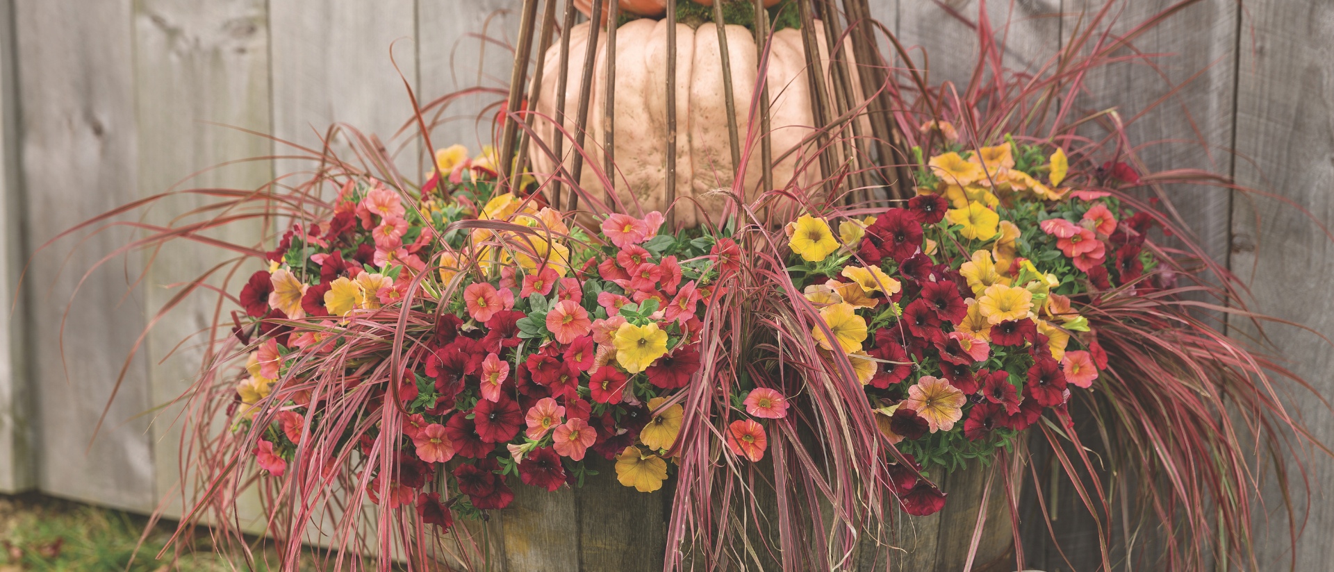 Photo scene of Supertunia Honey, Superbells Tropical Sunrise, Graceful Grasses Fireworks, Superbells Pomegranate Punch planted in a wine barrel outdoors