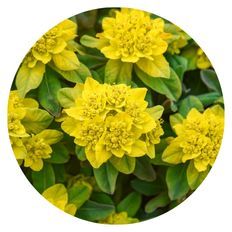 Photo plant highlight of 'Urge to Splurge' Euphorbia