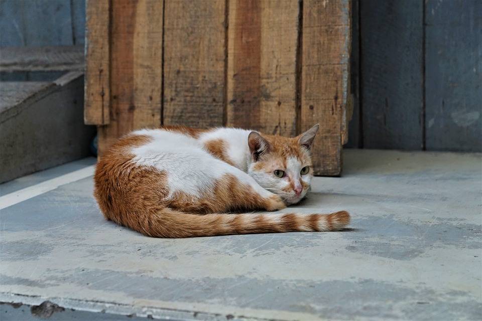 Cats use their tails to communicate