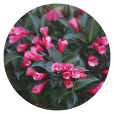 Photo of Wine & Roses® Weigela