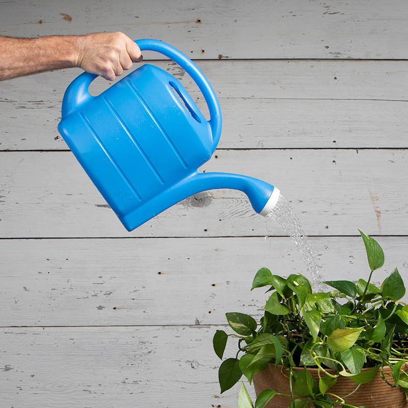 Person watering plant using 2 gallon blue deluxe watering can
