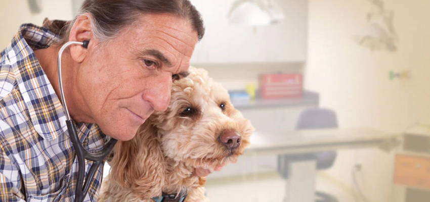 Image of a calm dog accompanied by the great veterinarian Dr. Robert J. Silver.