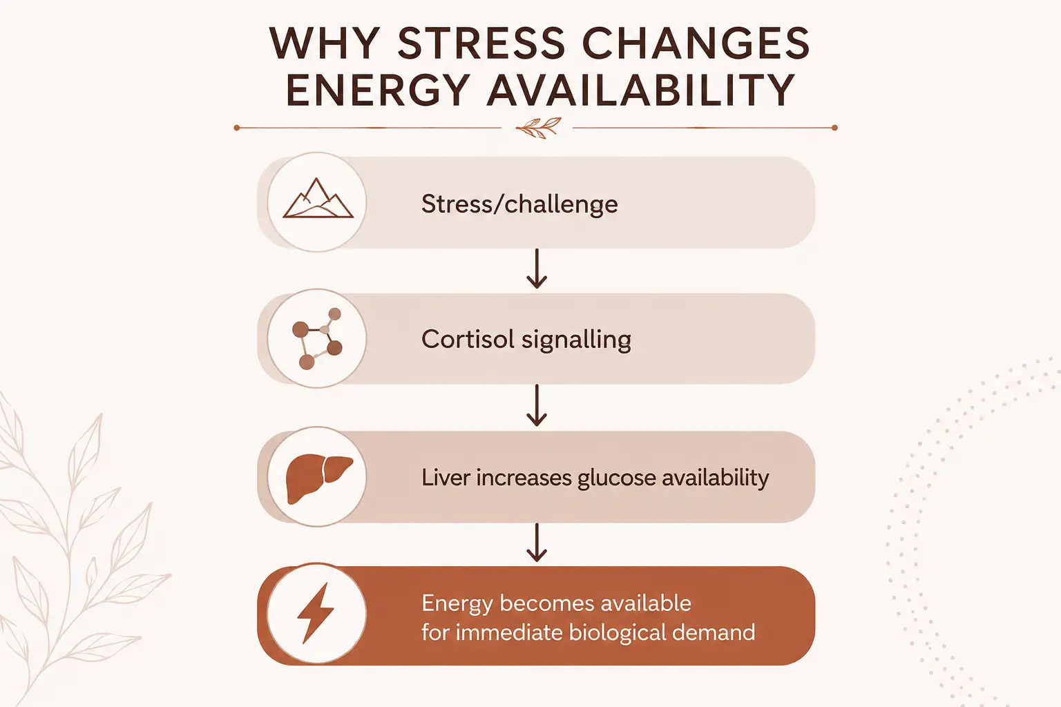 Diagram showing how cortisol helps increase glucose availability during the body's stress response.