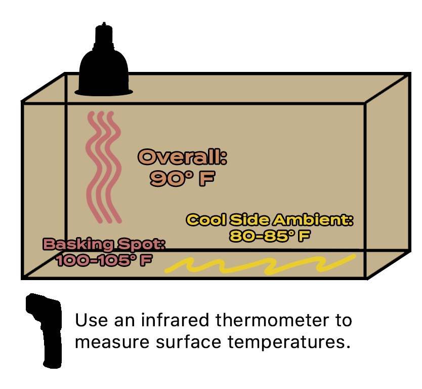 Bearded Dragon Enclosure Temperatures