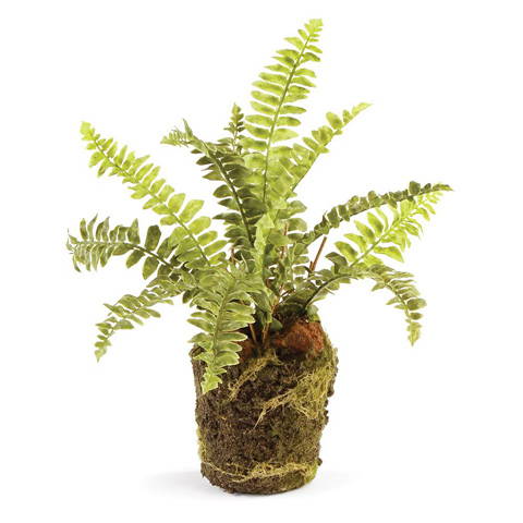 Boston Fern
