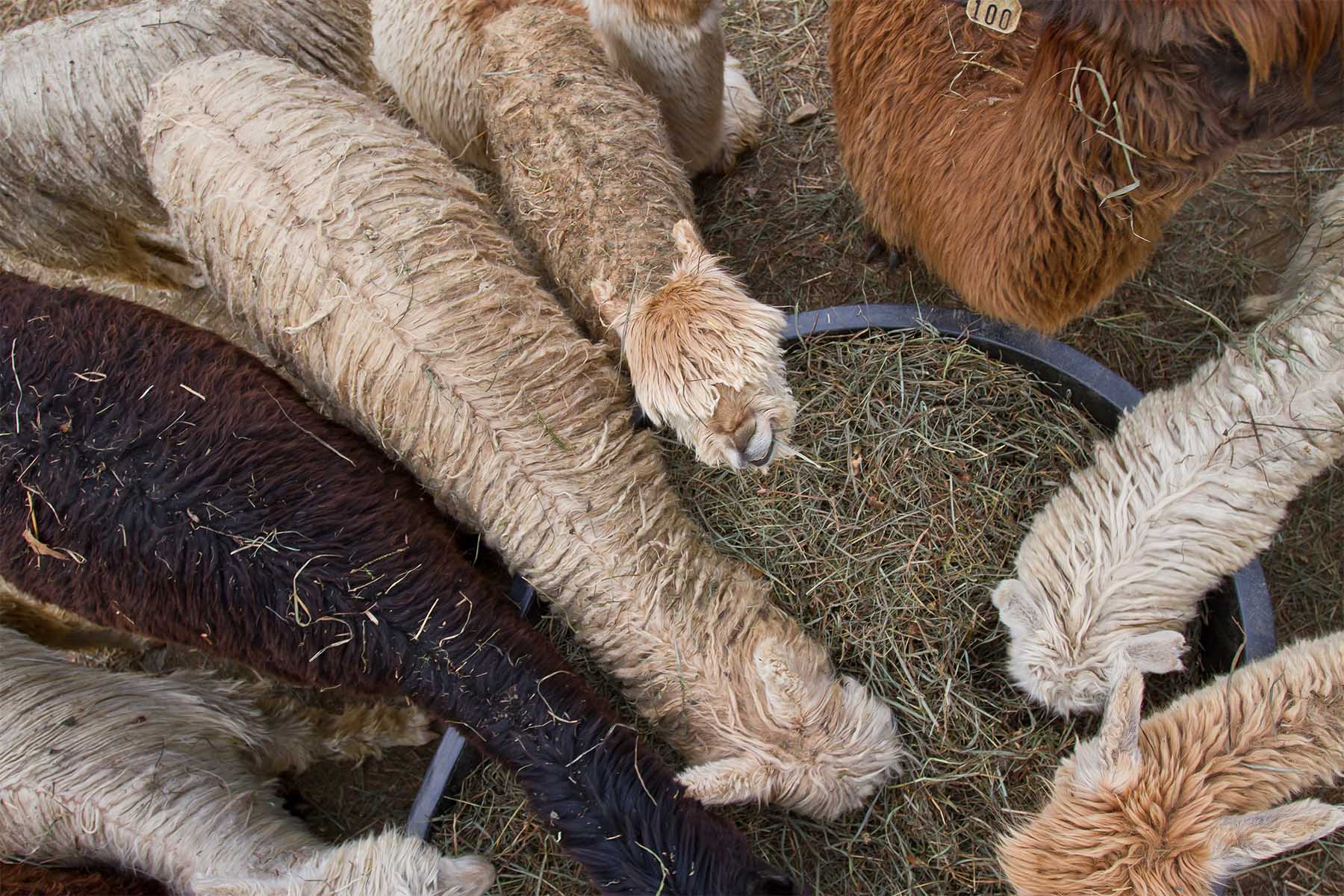 Several alpacas eating from a round feeder filled with hay.