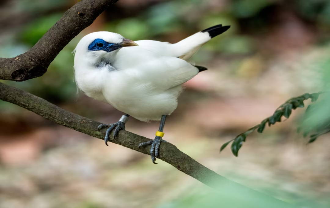 A white bird with blue markings sits on a branch.