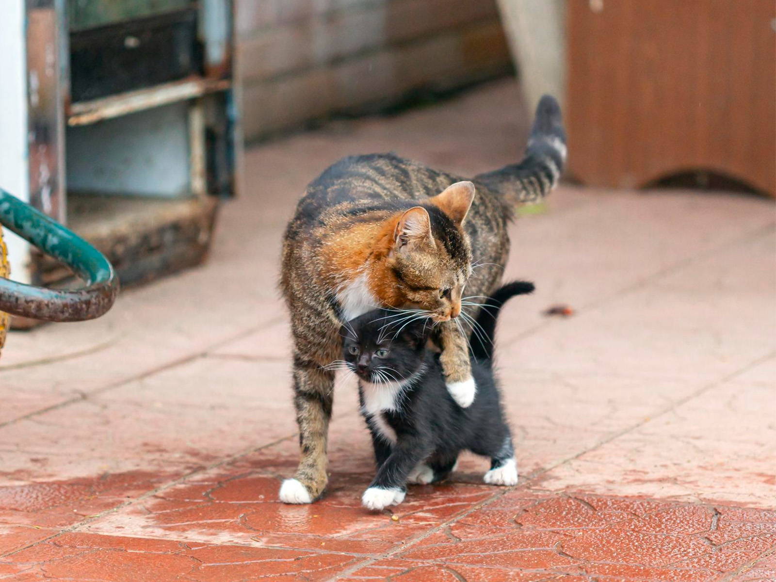 Katzenmutter hält ihr Kitten vor etwaszurück