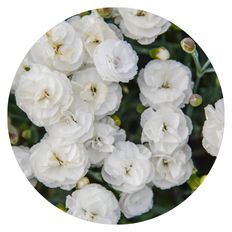 Photo of Fruit Punch® 'Whipped Cream' Pinks