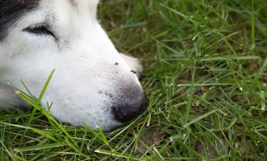 A husky laying down in the grass with two bugs on his nose 
