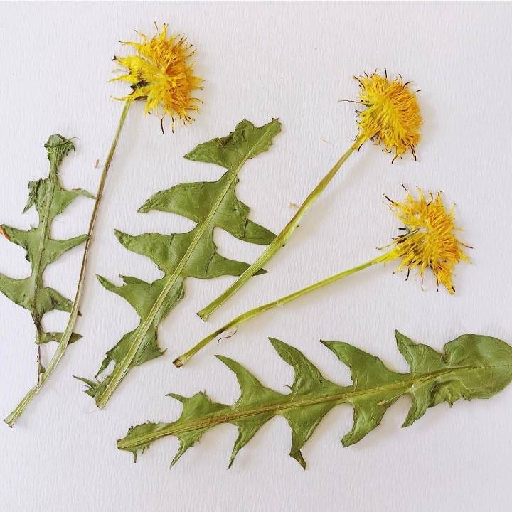 dandelions spring foraging