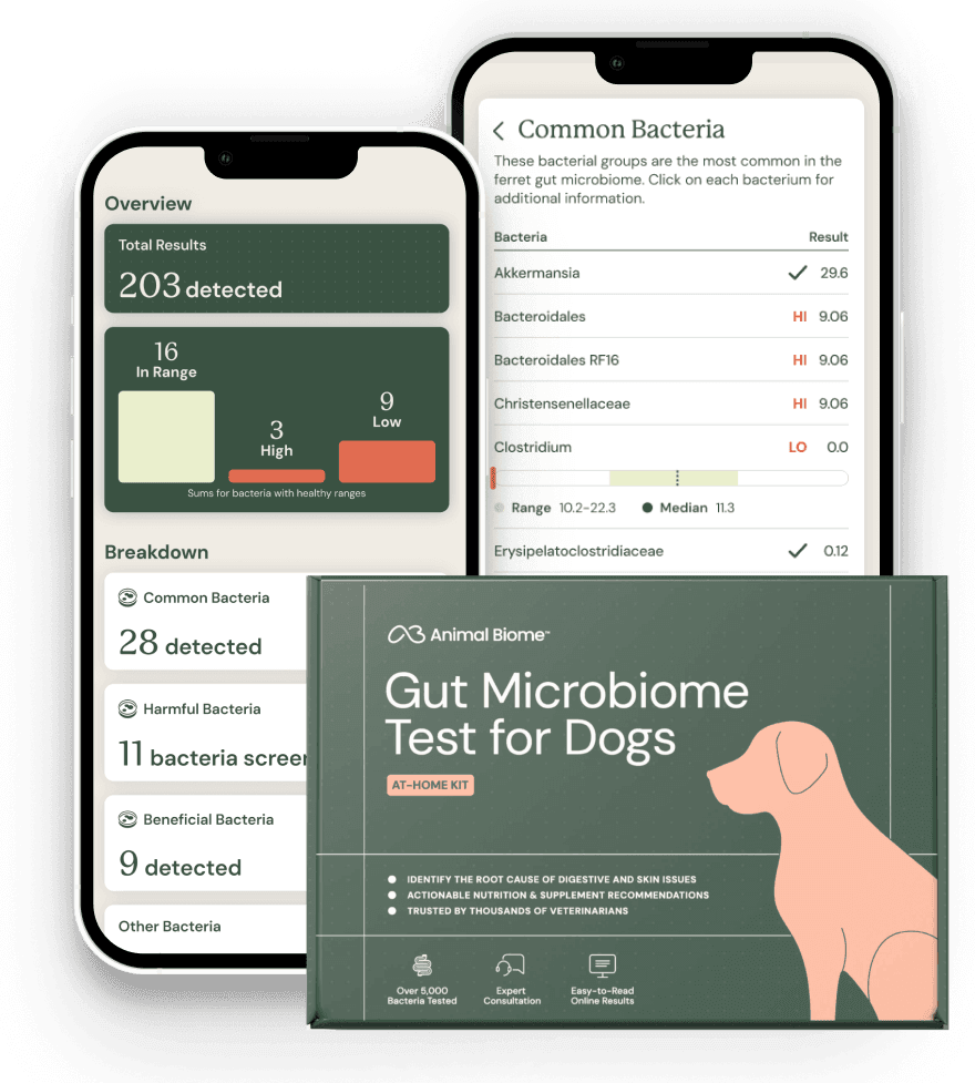 Gut microbiome test kit for dogs with smartphone results displayed.