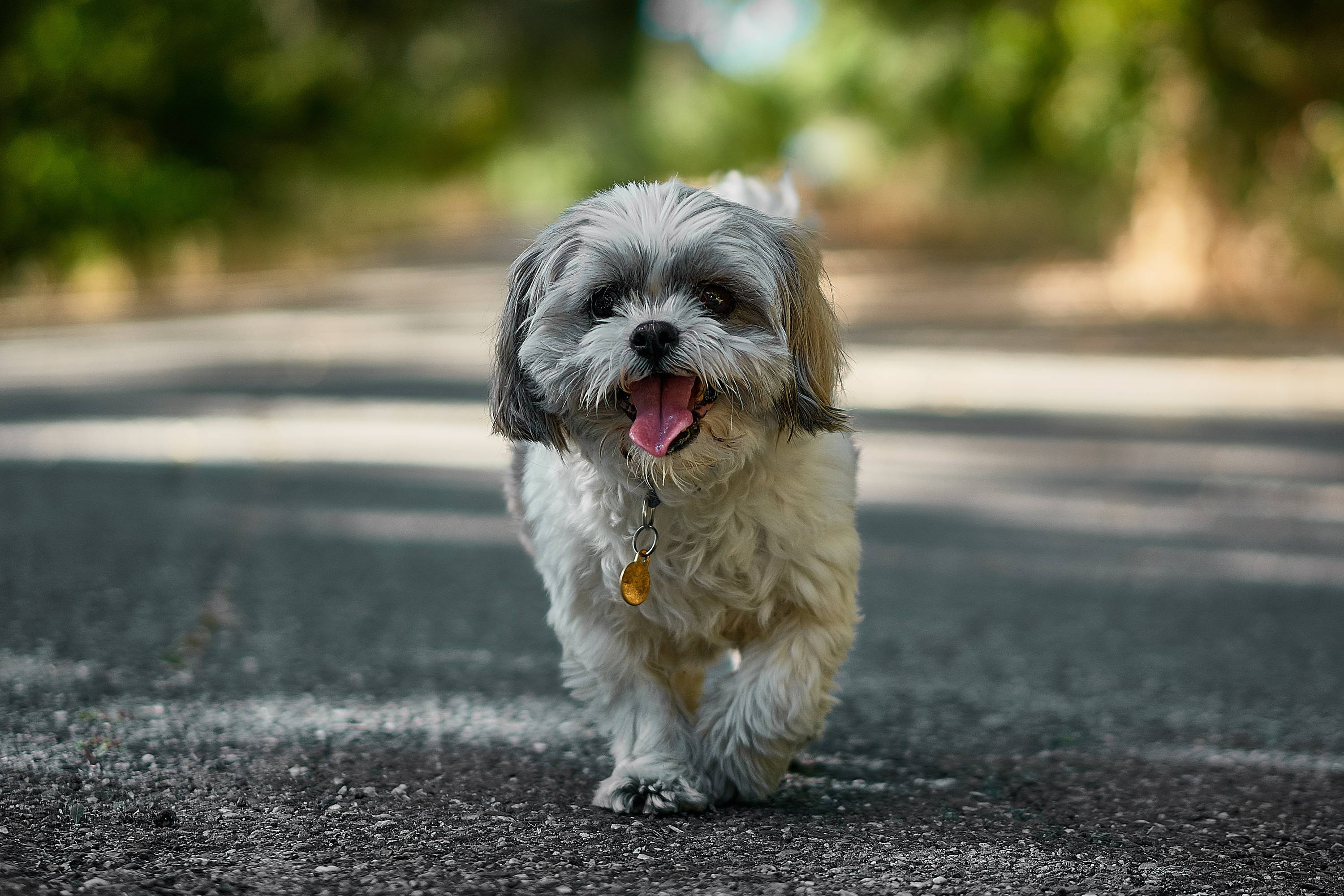 shih tzu mix