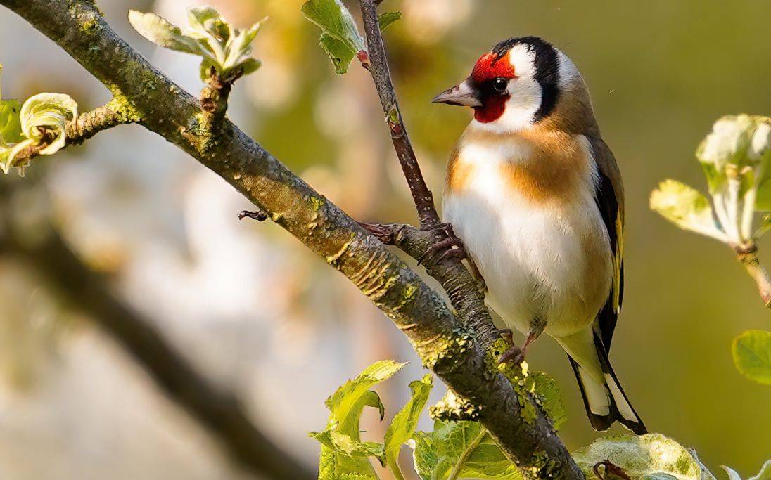 Goldfinch on tree branch
