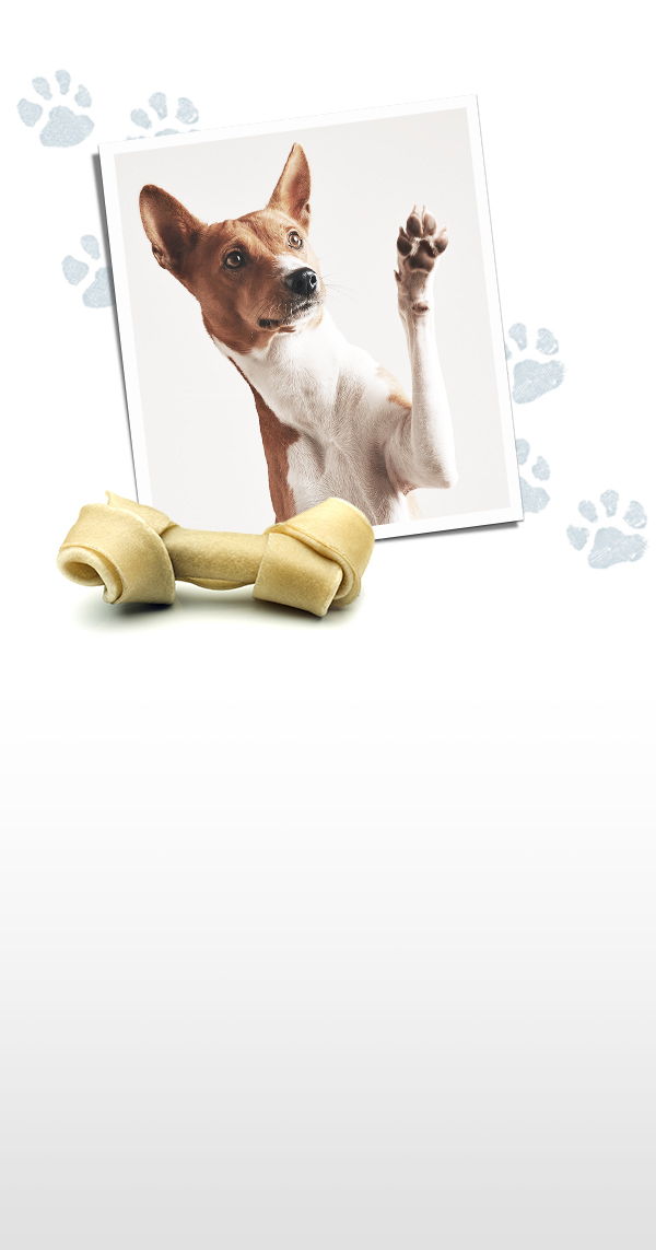 photo of a dog with paw prints