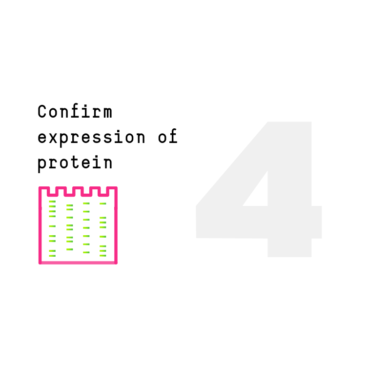 Future Fields EntoEngine™ protein production process step 4